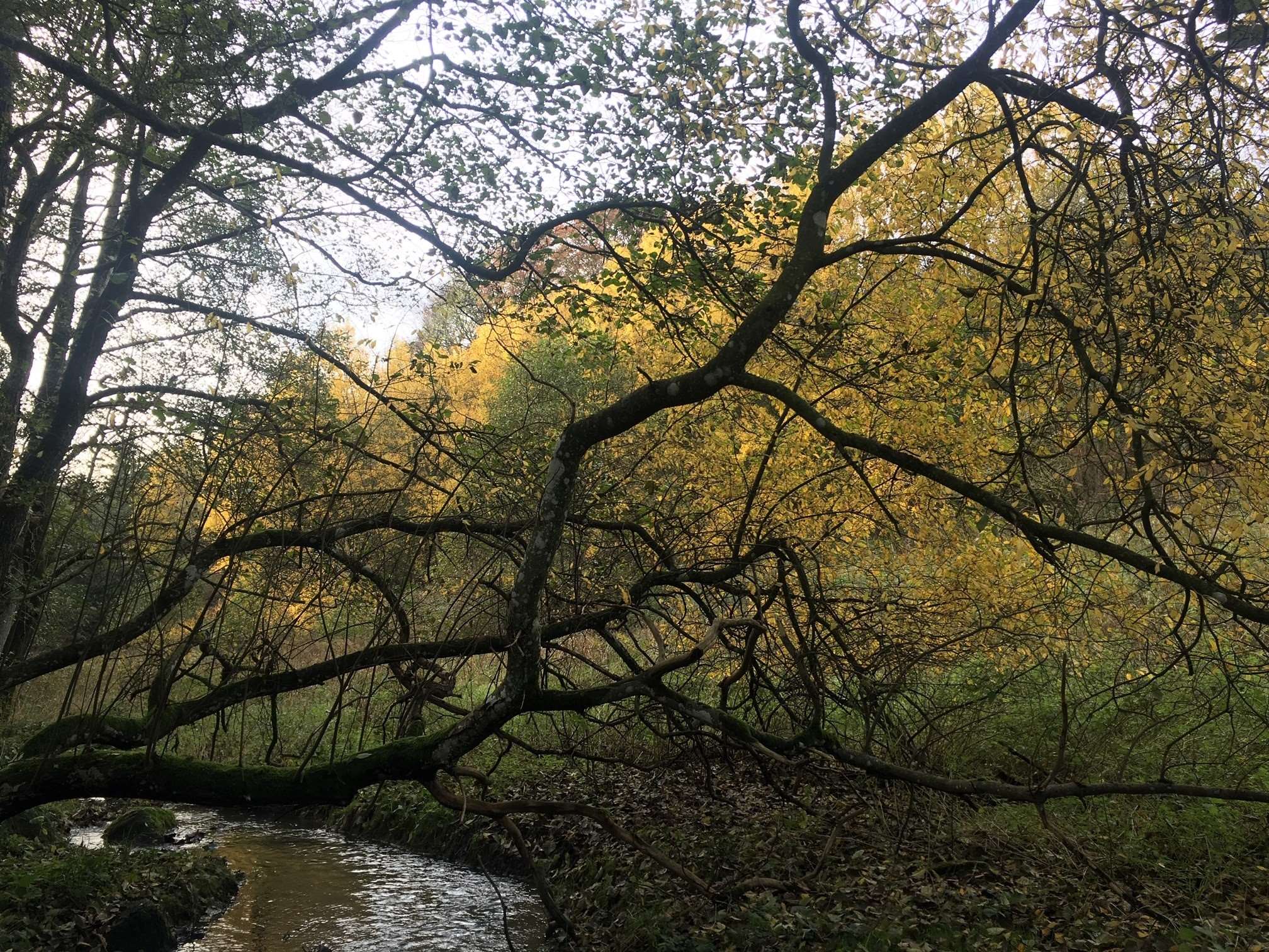åen og træ